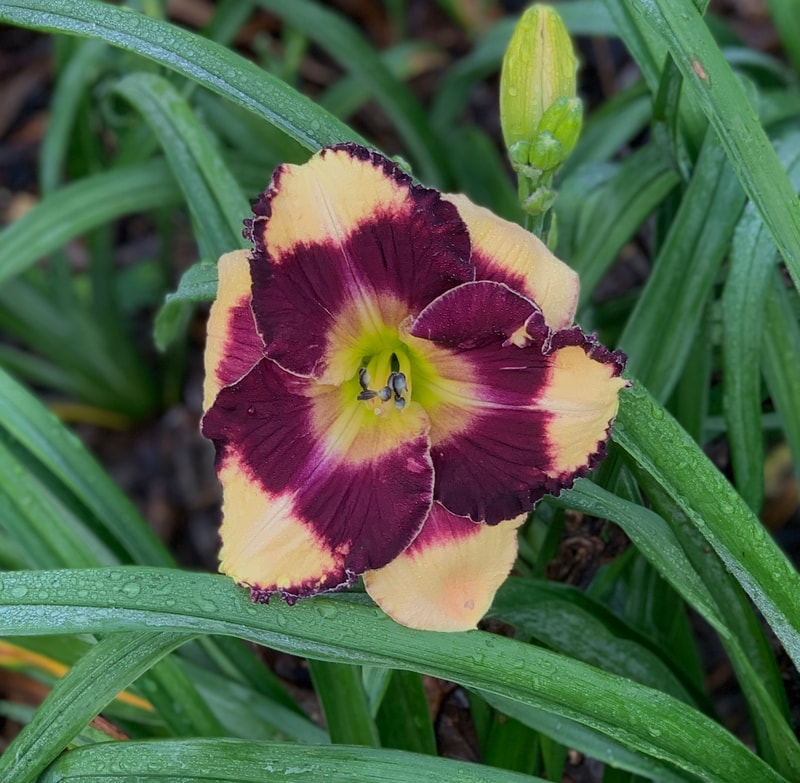 Wow are You from RollingOaksDaylilies