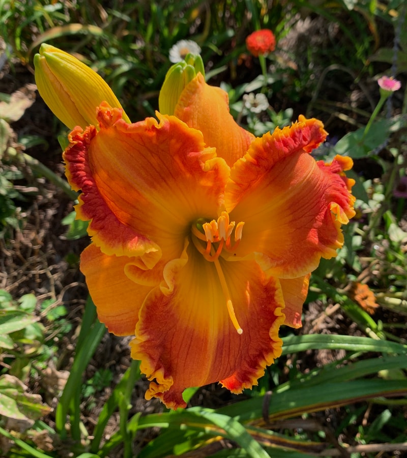 Spacecoast Marmalade Tiger from RollingOaksDaylilies