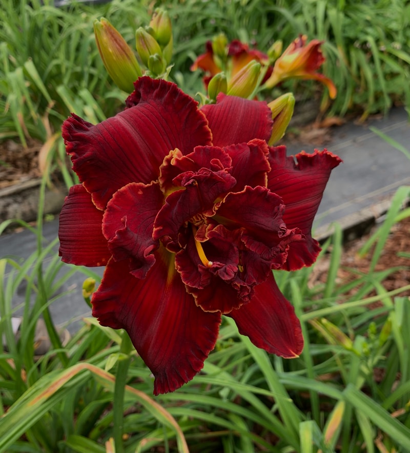 Double Glass of Wine from RollingOaksDaylilies