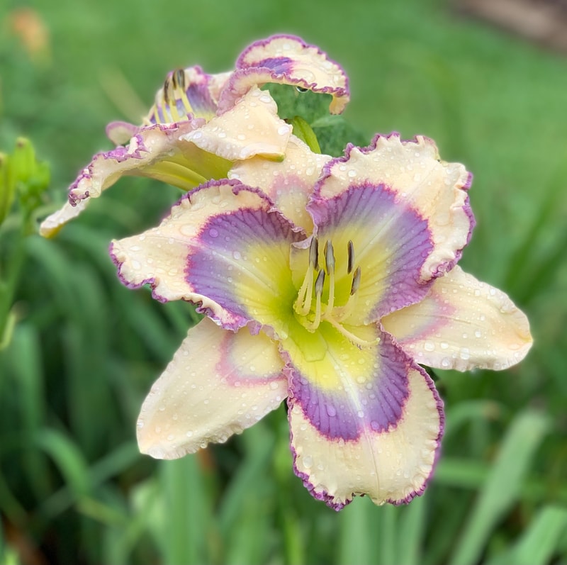 Tessa Ann from RollingOaksDaylilies