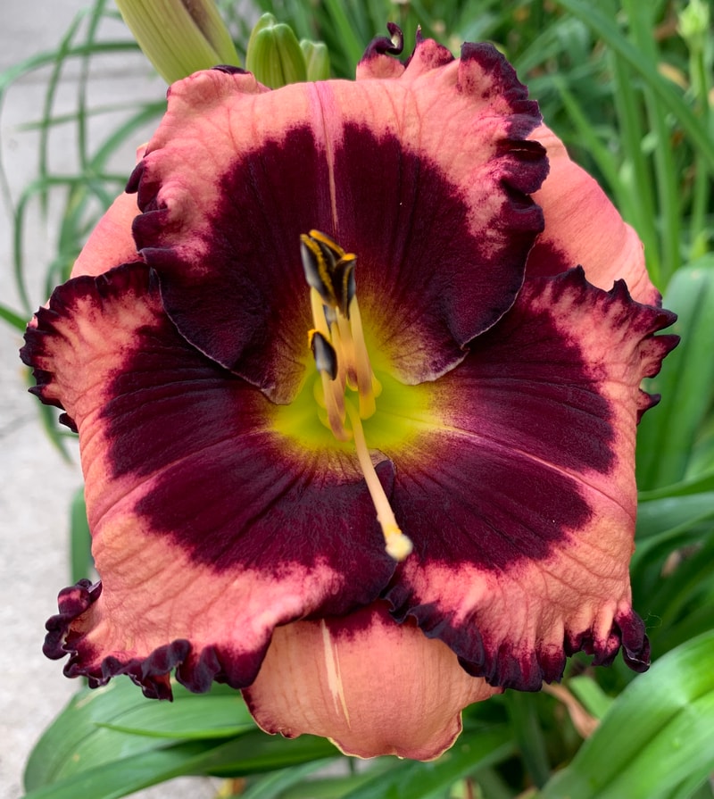 Touch the Night from RollingOaksDaylilies