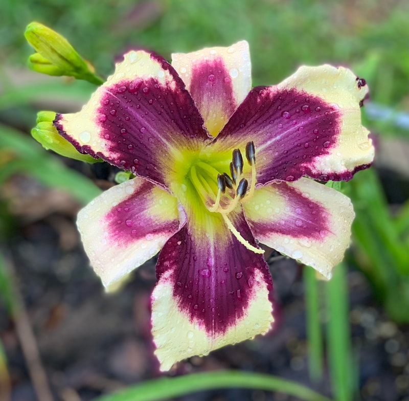 Buddy's Inez from RollingOaksDaylilies