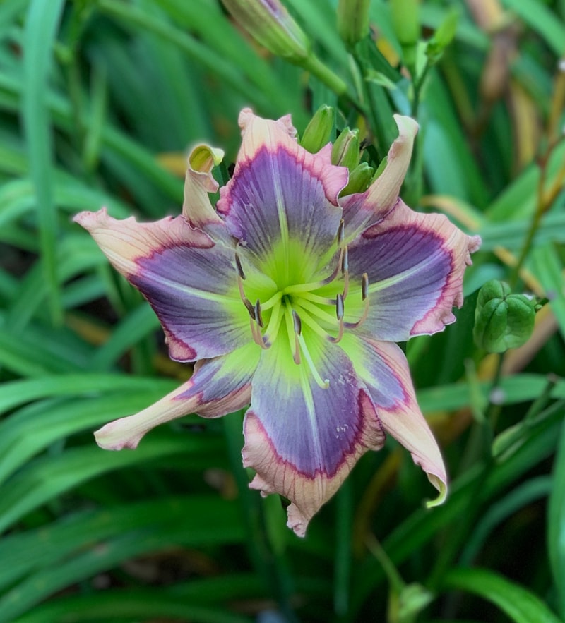 Seas of Neptune from RollingOaksDaylilies