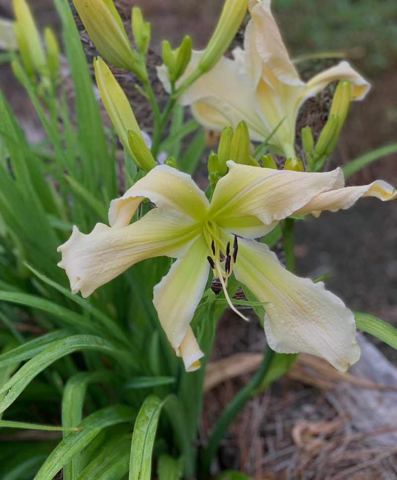 Shoot the Moon from RollingOaksDaylilies