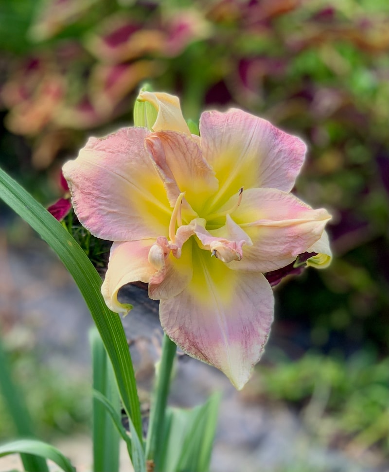 Grand Wazoo from RollingOaksDaylilies