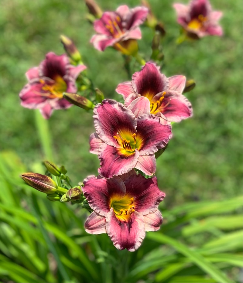 A Little Bit Famous from RollingOaksDaylilies