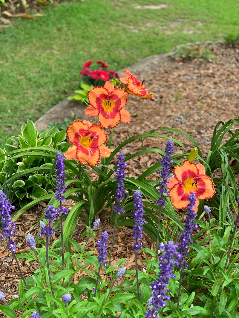 Big Bucks from RollingOaksDaylilies