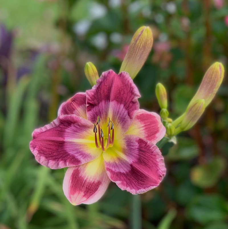 Secret Sentinel from RollingOaksDaylilies