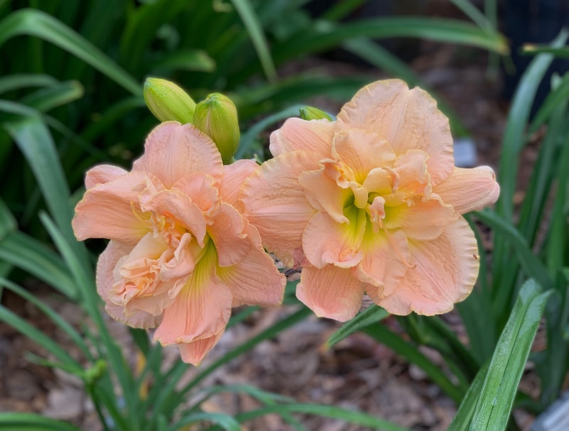Pumpkin Giant from RollingOaksDaylilies