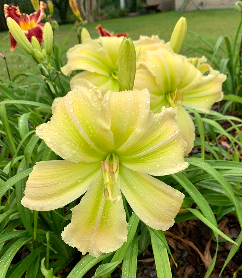 Rolling Oaks Honeydew from RollingOaksDaylilies