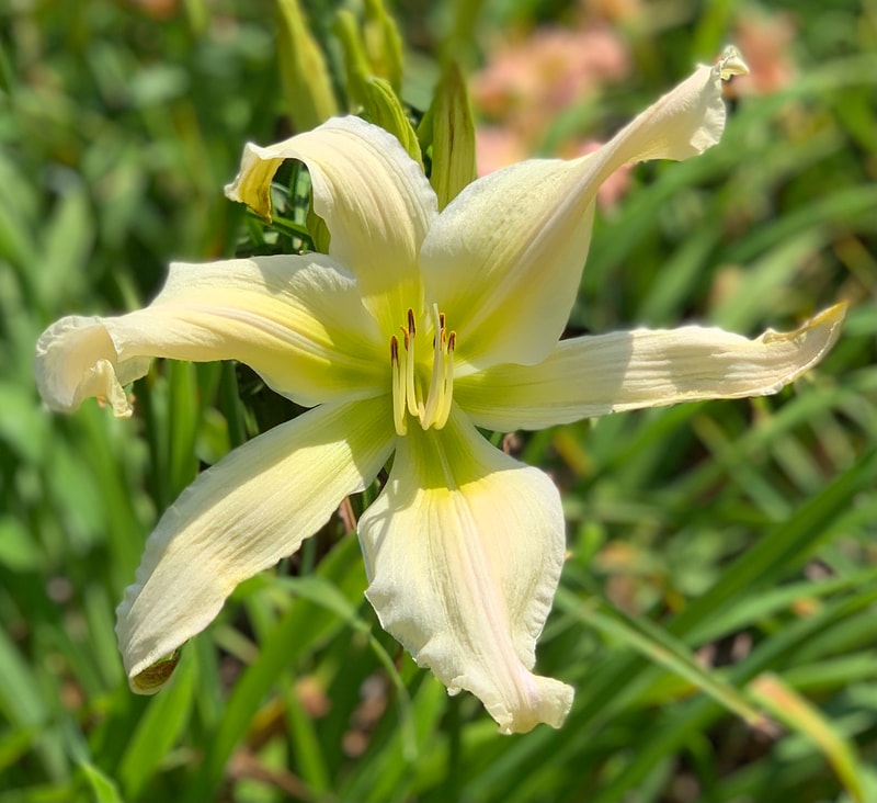 Rolling Oaks Coconut Twist from RollingOaksDaylilies