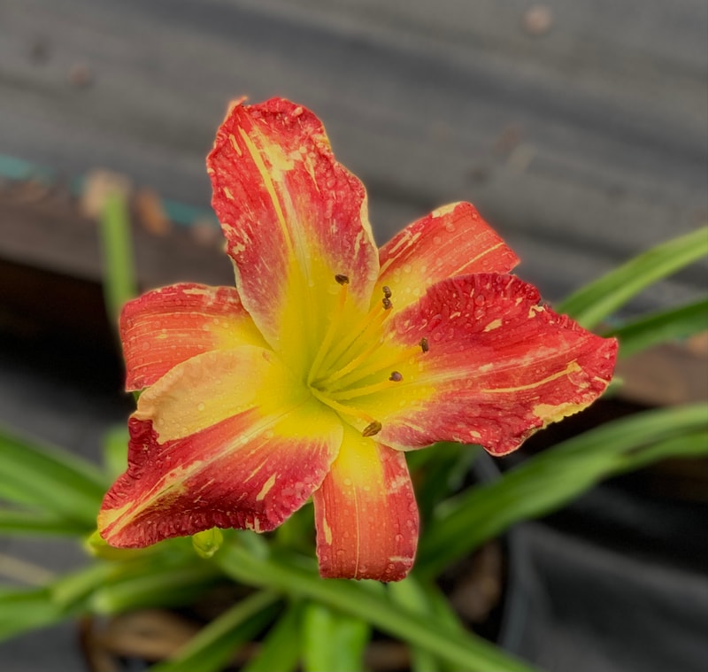 Laurelwoods Midsummer Masquerade from RollingOaksDaylilies