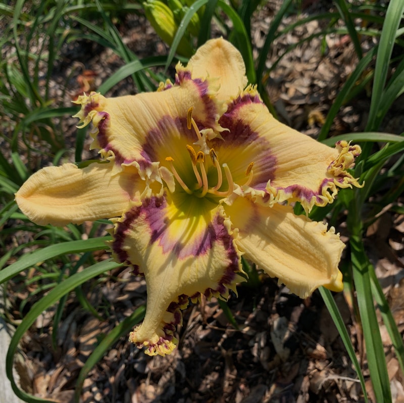 Helicoprion from RollingOaksDaylilies