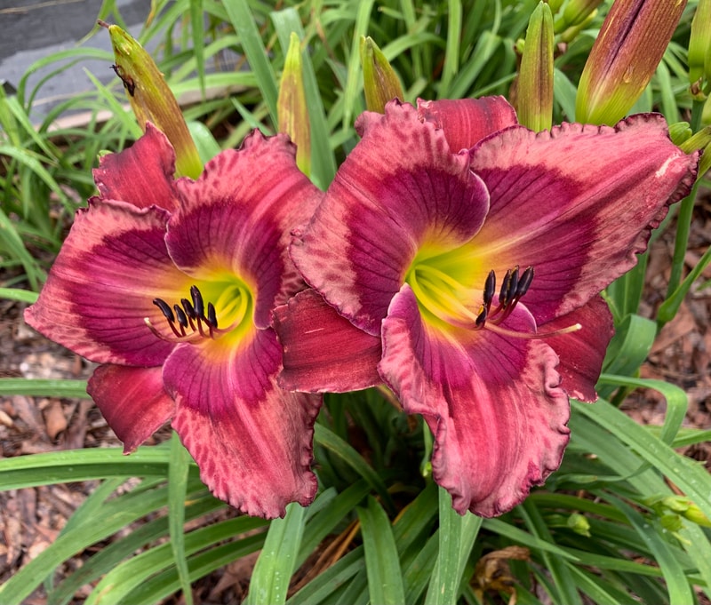 Memnoch's Bride from RollingOaksDaylilies