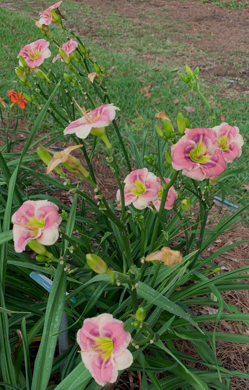 Joeb's Arrow from RollingOaksDaylilies