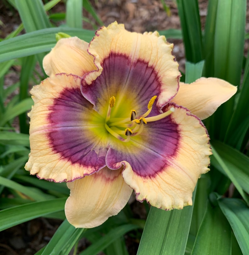 Bit Of Blue from RollingOaksDaylilies