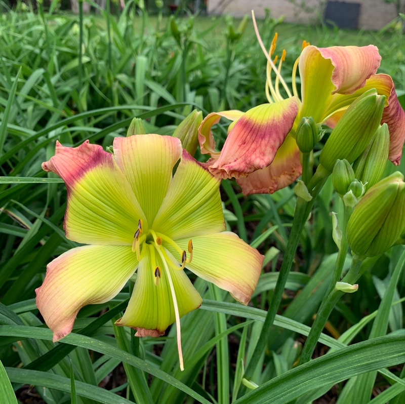 Pinewood Green Flash from RollingOaksDaylilies