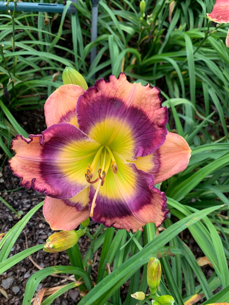 Big Boy Butterfly from RollingOaksDaylilies