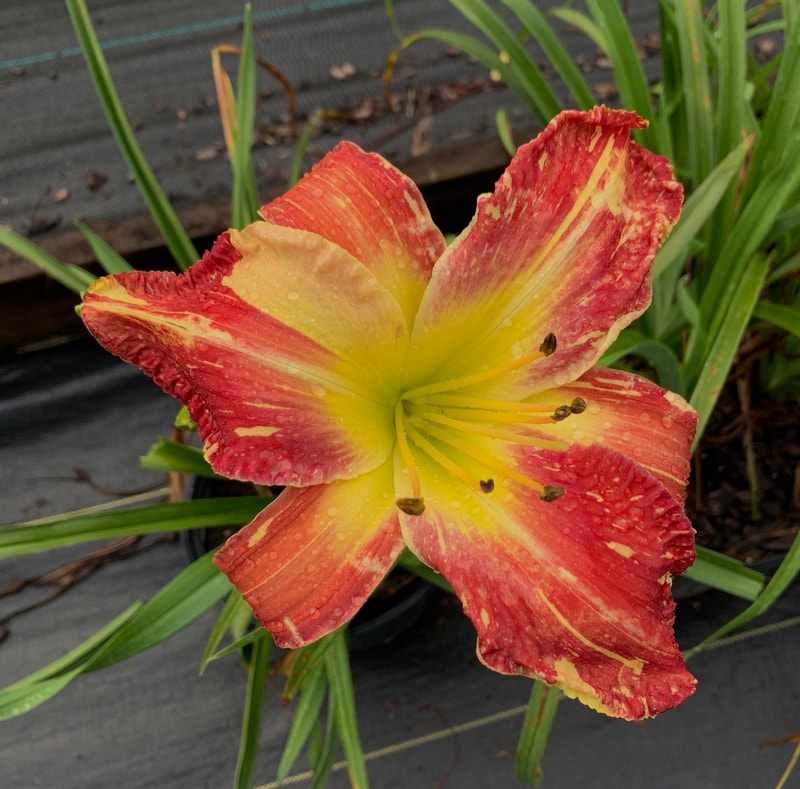 Laurelwoods Midsummer Masquerade from RollingOaksDaylilies