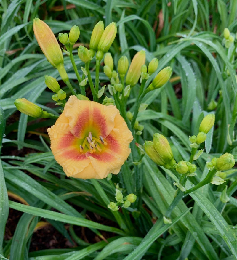 Shufti from RollingOaksDaylilies