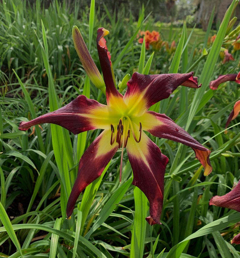Jumping Jack Flash from RollingOaksDaylilies