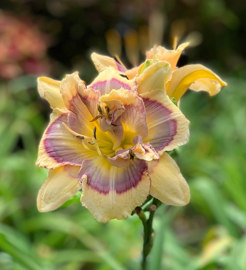 Bit Of Blue from RollingOaksDaylilies