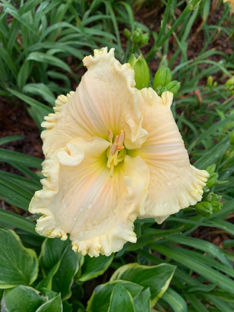 Rolling Oaks Coconut Island from RollingOaksDaylilies