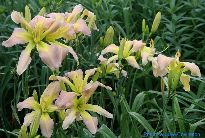Dancing Summerbird from RollingOaksDaylilies
