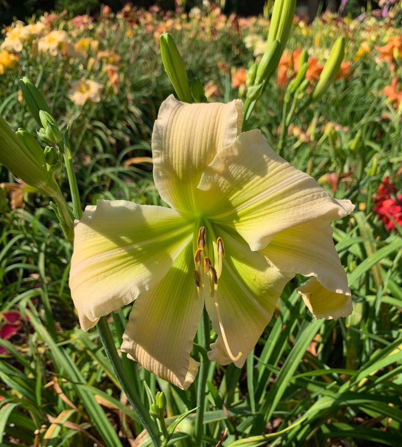 Wedding Cantata from RollingOaksDaylilies