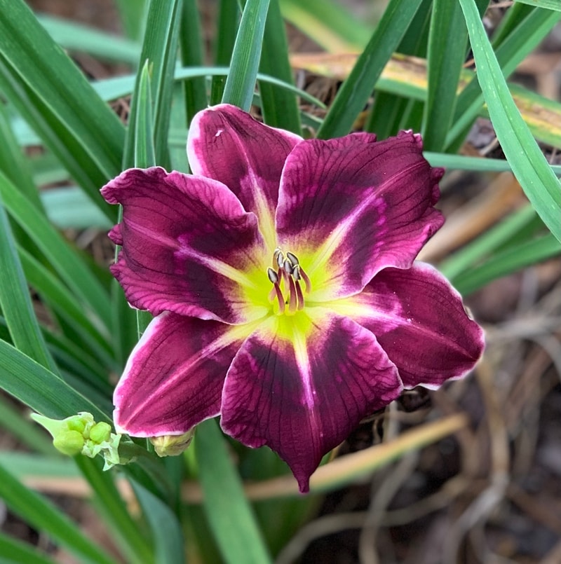 Cameron's Glory from RollingOaksDaylilies