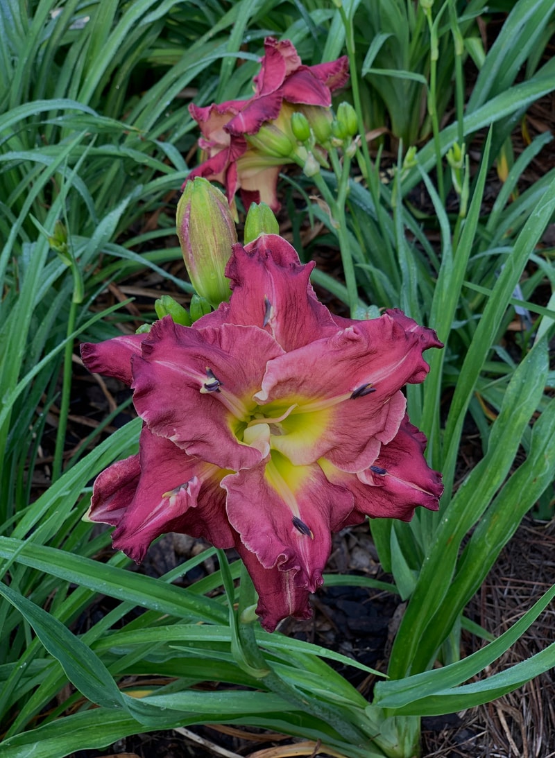 The Extra Ordinary Bob Goolsby from RollingOaksDaylilies