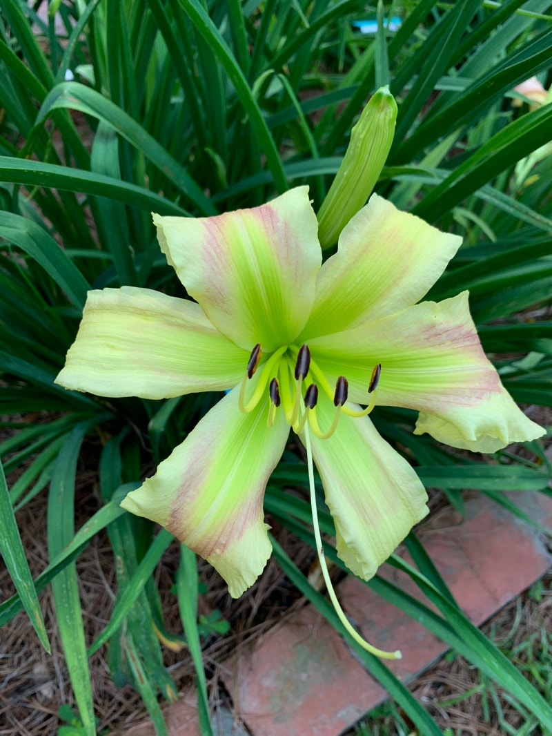 Wiregrass Greenstar from RollingOaksDaylilies