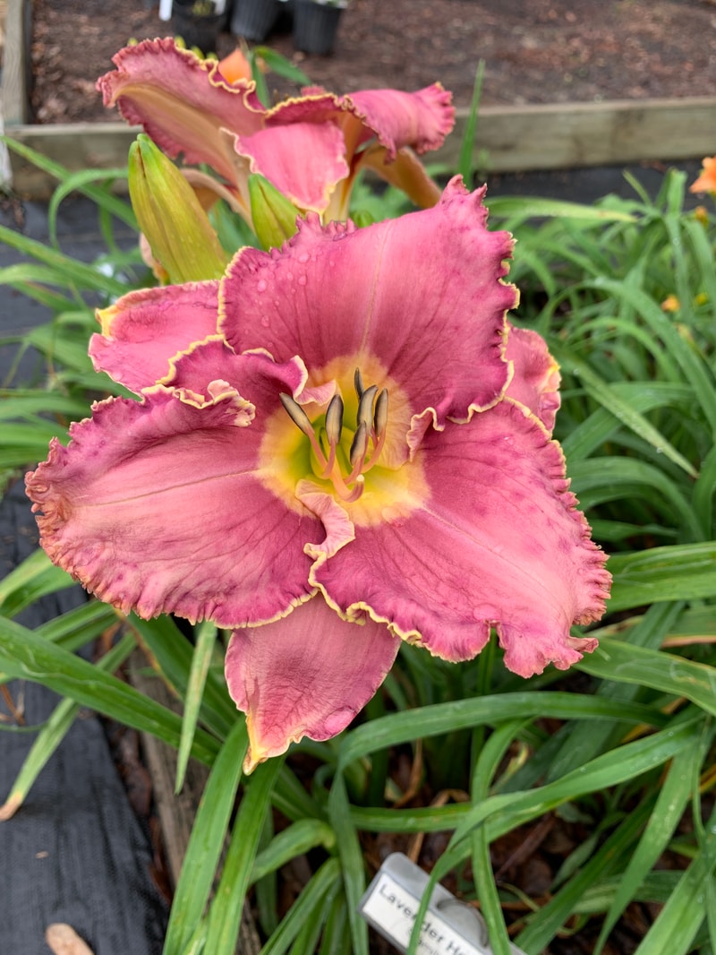 Lavender Heartthrob from RollingOaksDaylilies