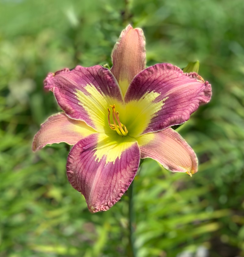 Inner Spirit from RollingOaksDaylilies