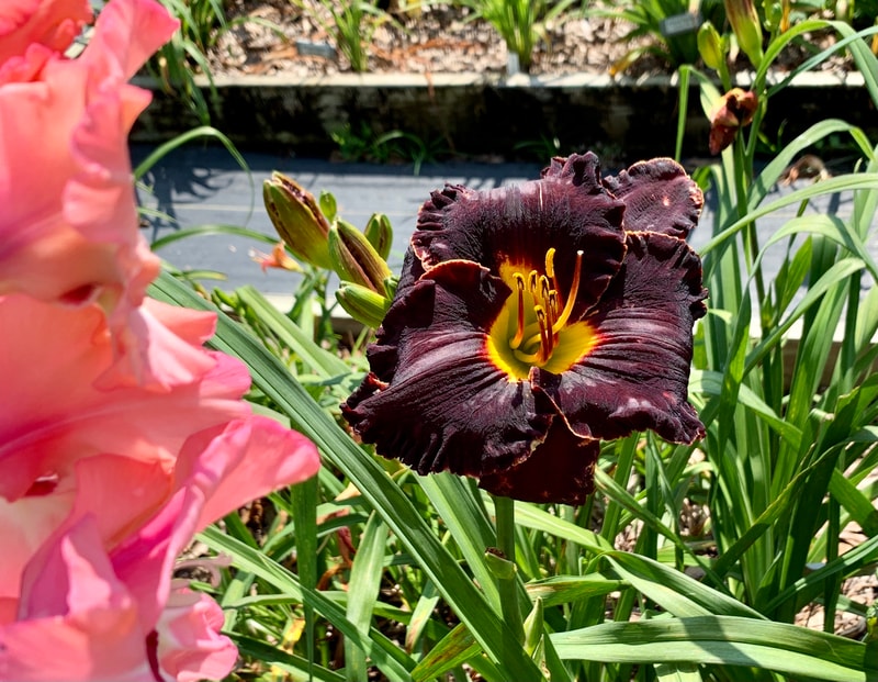 Spacecoast Back in Black from RollingOaksDaylilies