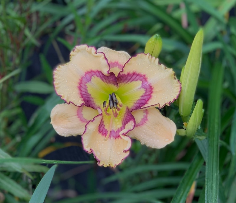 Chinese Melody from RollingOaksDaylilies