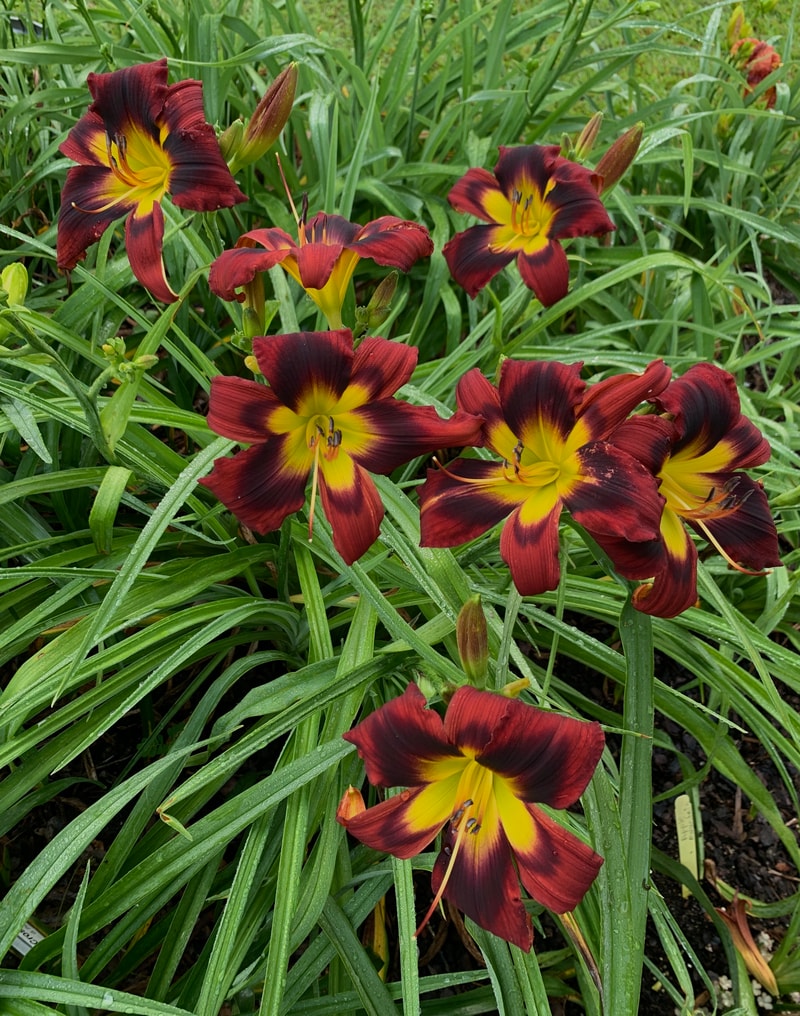 Dangerous Knight from RollingOaksDaylilies