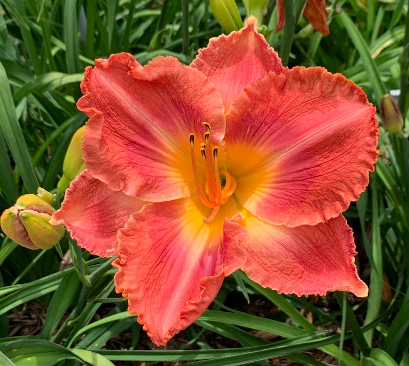 Red Revolution from RollingOaksDaylilies