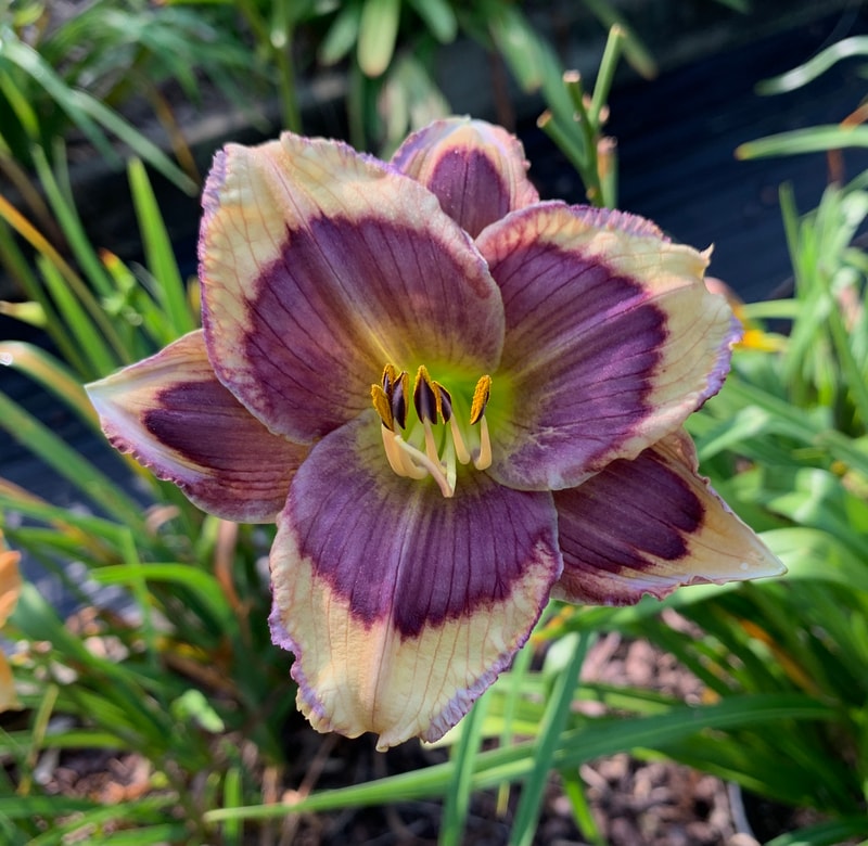 Built to Endure from RollingOaksDaylilies