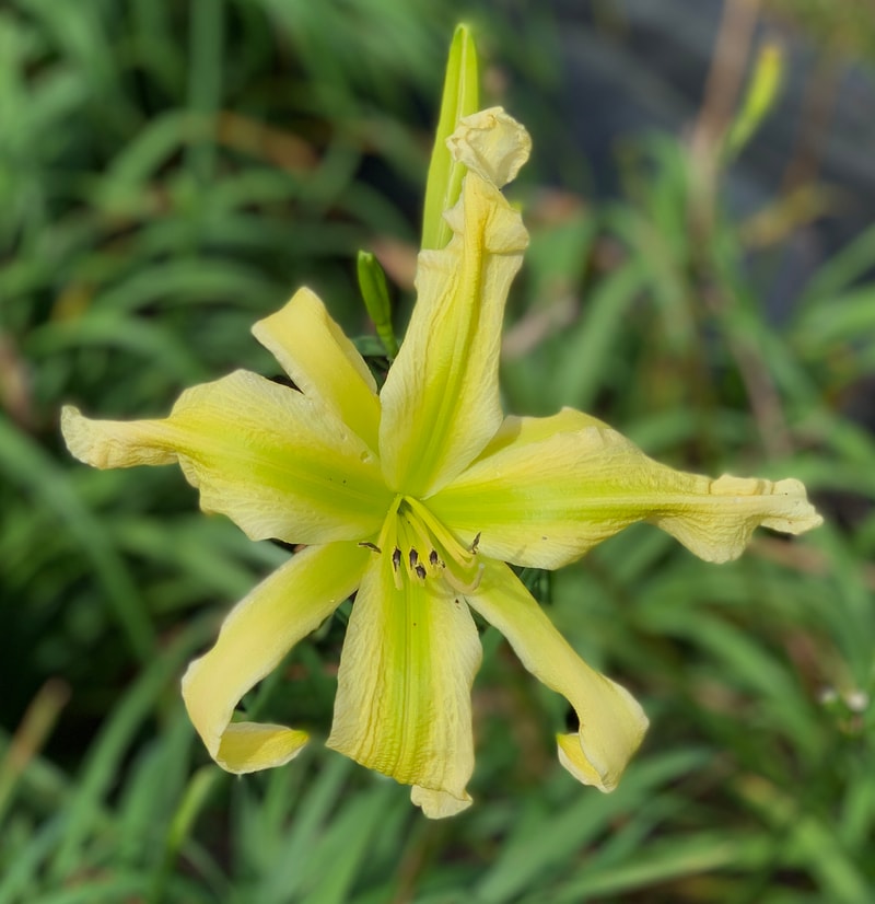 Green Ribbons from RollingOaksDaylilies