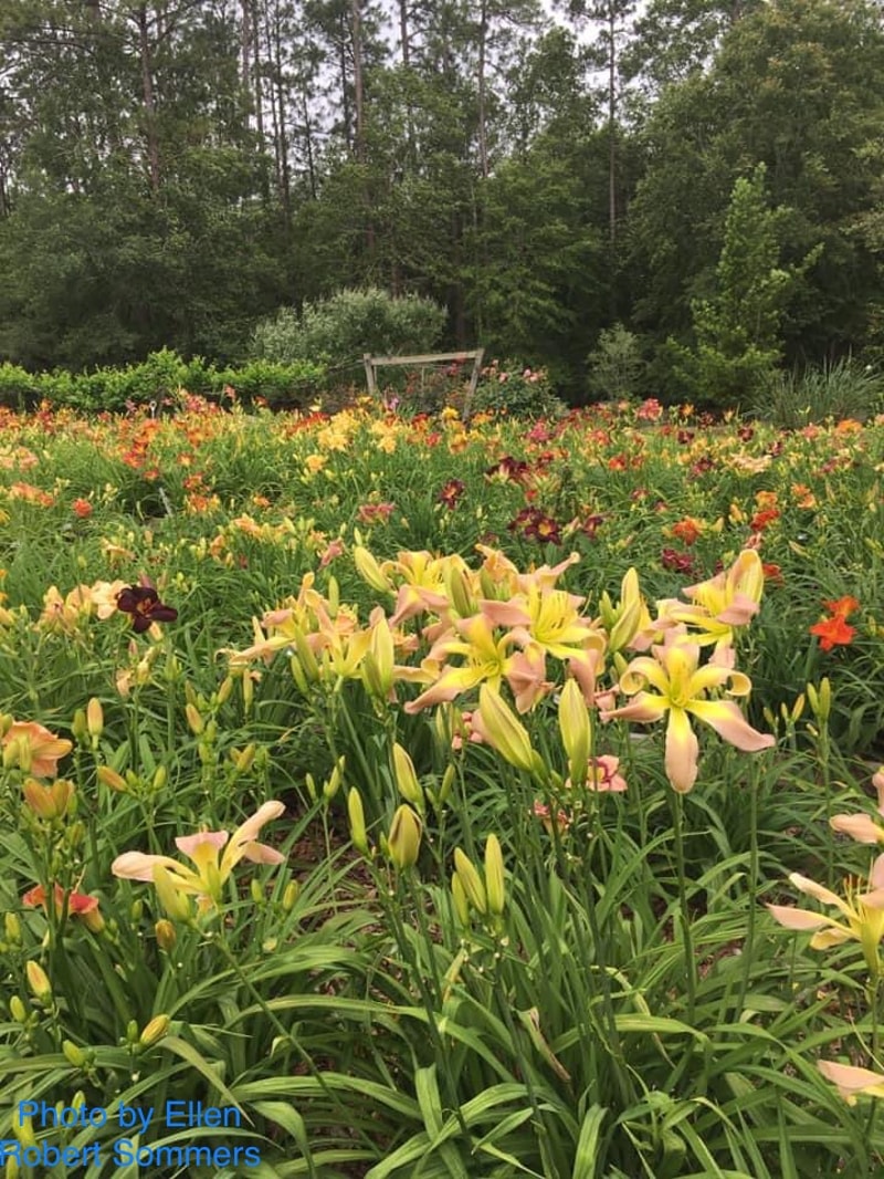 Dancing Summerbird from RollingOaksDaylilies