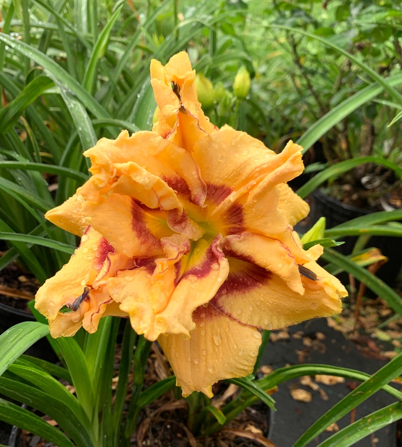Double Screamer from RollingOaksDaylilies