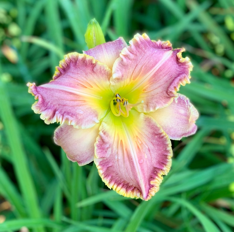 Fringing Coral Reef from RollingOaksDaylilies