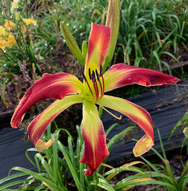 Pretzel Power from RollingOaksDaylilies