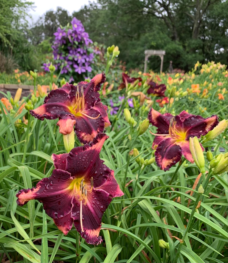 Coit Tower from RollingOaksDaylilies