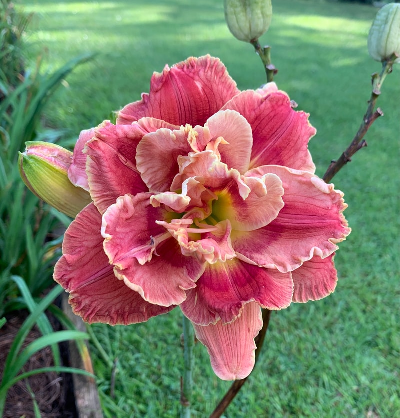 Amanda's Little Red Shoes from RollingOaksDaylilies