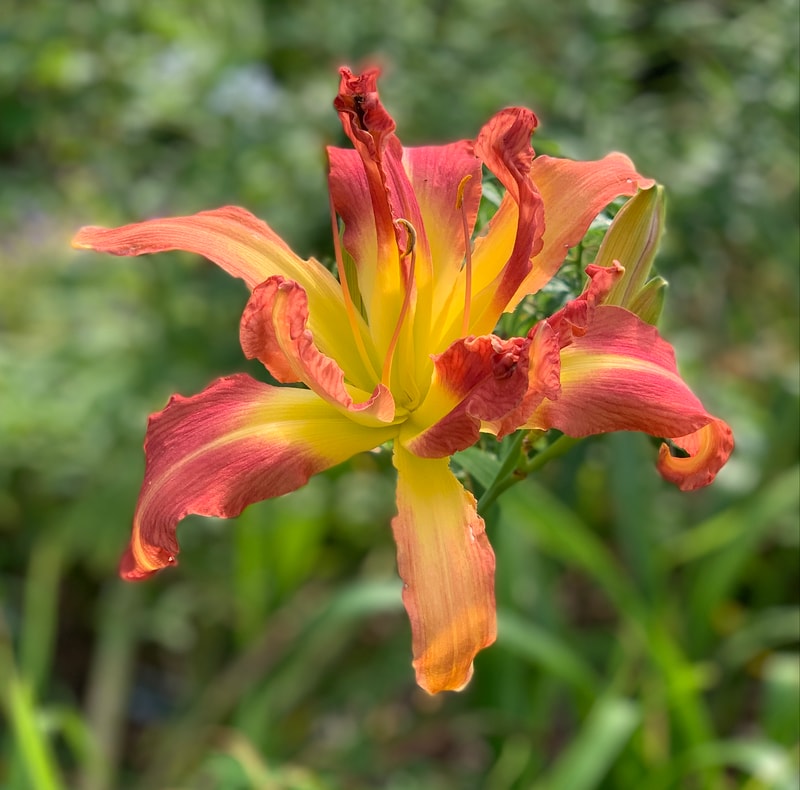 Double Figures from RollingOaksDaylilies