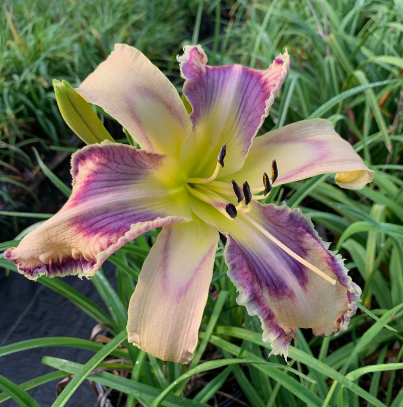 Children Playing from RollingOaksDaylilies