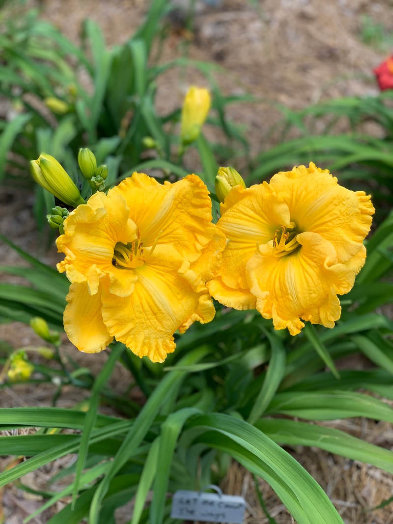Let Me Count the Ways from RollingOaksDaylilies