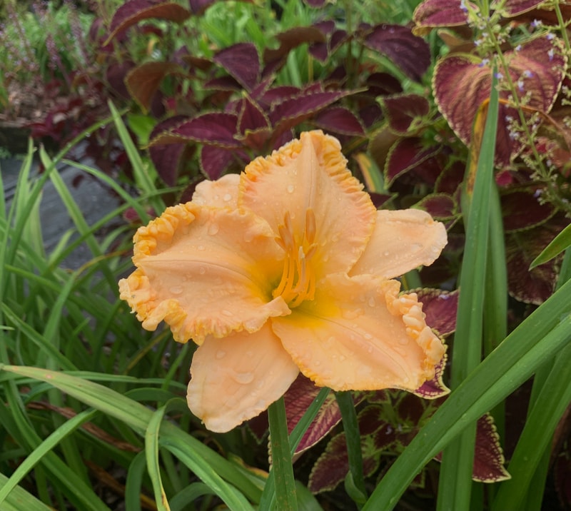 You are Joy from RollingOaksDaylilies